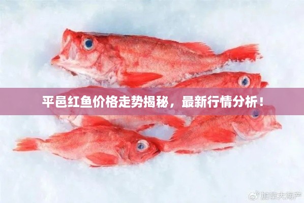 平邑紅魚價(jià)格走勢(shì)揭秘，最新行情分析！