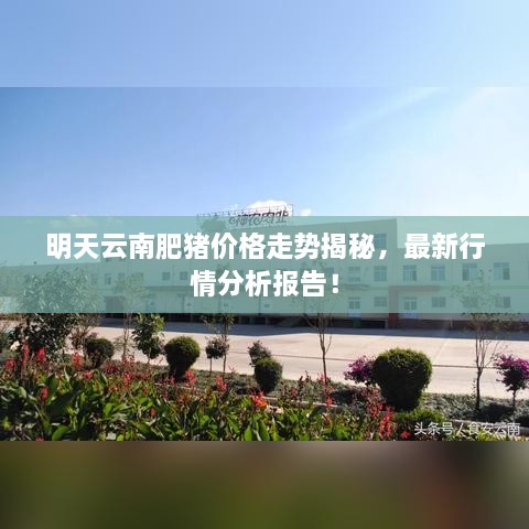 明天云南肥豬價(jià)格走勢(shì)揭秘，最新行情分析報(bào)告！