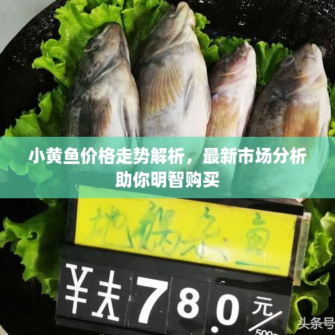 小黃魚價格走勢解析，最新市場分析助你明智購買