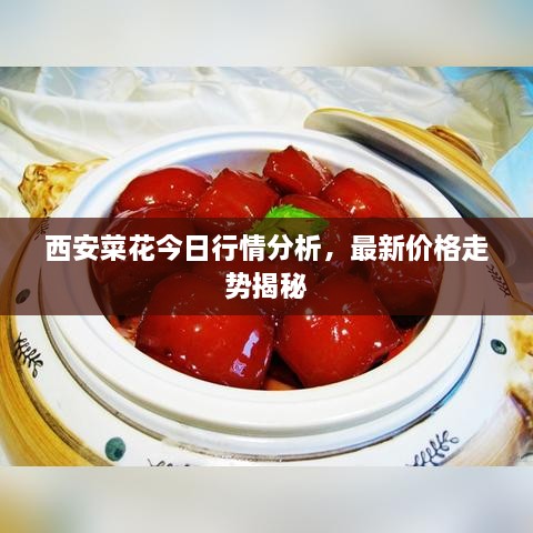 西安菜花今日行情分析，最新價(jià)格走勢揭秘