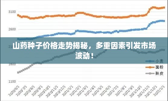 山藥種子價格走勢揭秘，多重因素引發(fā)市場波動！