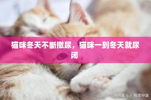貓咪冬天不斷撒尿，貓咪一到冬天就尿閉 