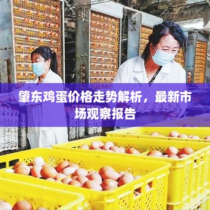 肇東雞蛋價格走勢解析，最新市場觀察報告
