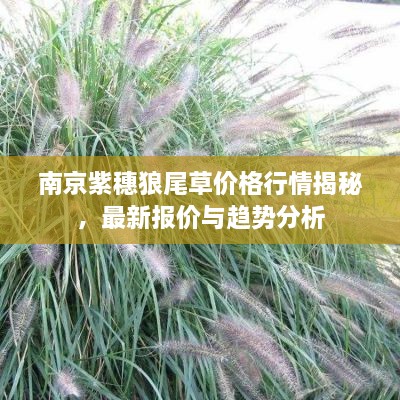 南京紫穗狼尾草價(jià)格行情揭秘，最新報(bào)價(jià)與趨勢(shì)分析