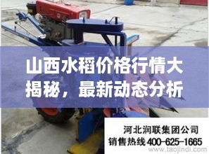 山西水稻價格行情大揭秘，最新動態(tài)分析！