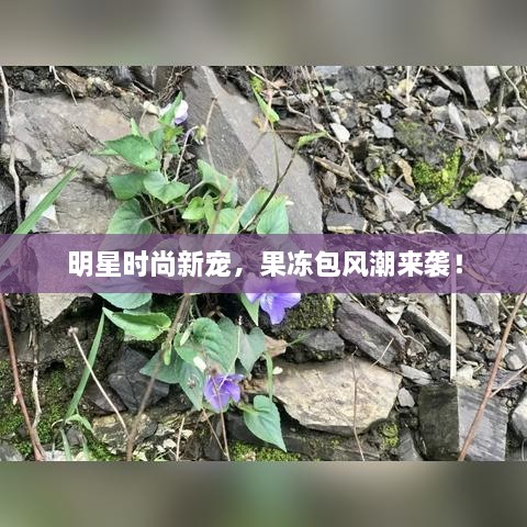 明星時尚新寵，果凍包風(fēng)潮來襲！