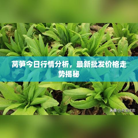 萵筍今日行情分析，最新批發(fā)價(jià)格走勢揭秘