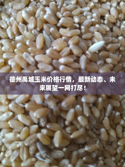 德州禹城玉米價(jià)格行情，最新動(dòng)態(tài)、未來展望一網(wǎng)打盡！