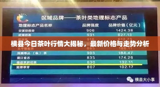 橫縣今日茶葉行情大揭秘，最新價格與走勢分析