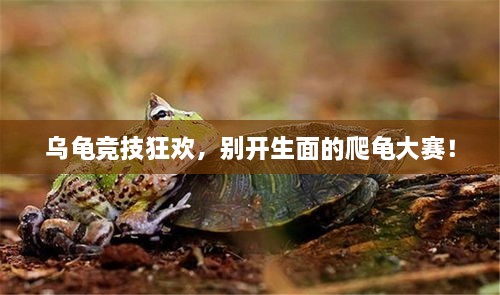 烏龜競技狂歡，別開生面的爬龜大賽！