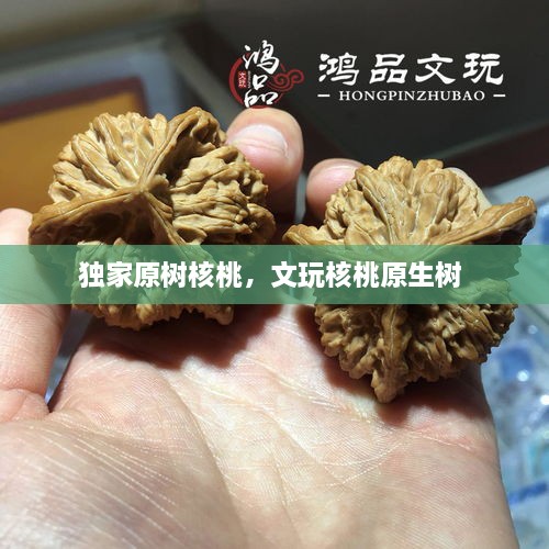 獨家原樹核桃，文玩核桃原生樹 