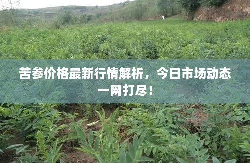 苦參價(jià)格最新行情解析，今日市場動態(tài)一網(wǎng)打盡！