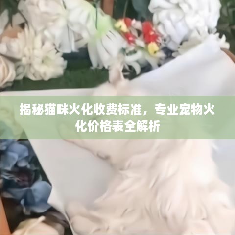 揭秘貓咪火化收費標(biāo)準(zhǔn)，專業(yè)寵物火化價格表全解析