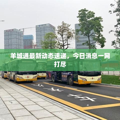 羊城通最新動(dòng)態(tài)速遞，今日消息一網(wǎng)打盡