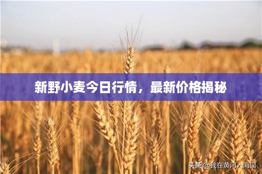 新野小麥今日行情，最新價格揭秘
