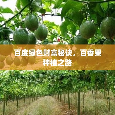 百度綠色財(cái)富秘訣，百香果種植之路