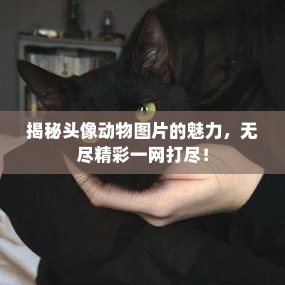 揭秘頭像動(dòng)物圖片的魅力，無(wú)盡精彩一網(wǎng)打盡！