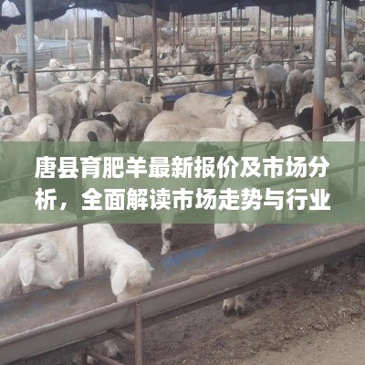 唐縣育肥羊最新報價及市場分析，全面解讀市場走勢與行業(yè)趨勢