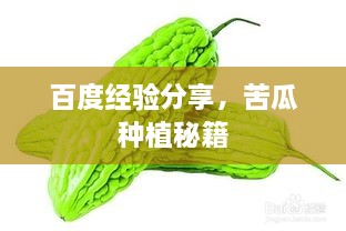 百度經(jīng)驗(yàn)分享，苦瓜種植秘籍
