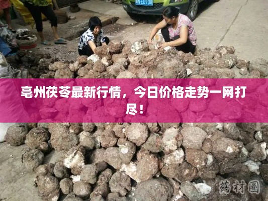 亳州茯苓最新行情，今日價(jià)格走勢(shì)一網(wǎng)打盡！