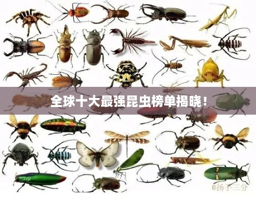 全球十大最強昆蟲榜單揭曉！