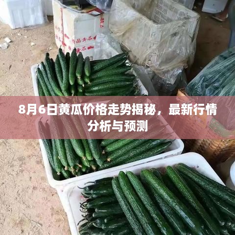 8月6日黃瓜價(jià)格走勢(shì)揭秘，最新行情分析與預(yù)測(cè)