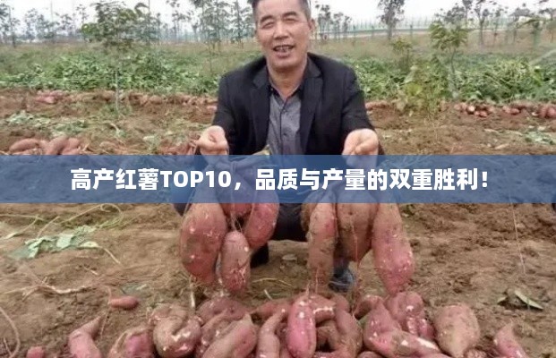 高產(chǎn)紅薯TOP10，品質(zhì)與產(chǎn)量的雙重勝利！