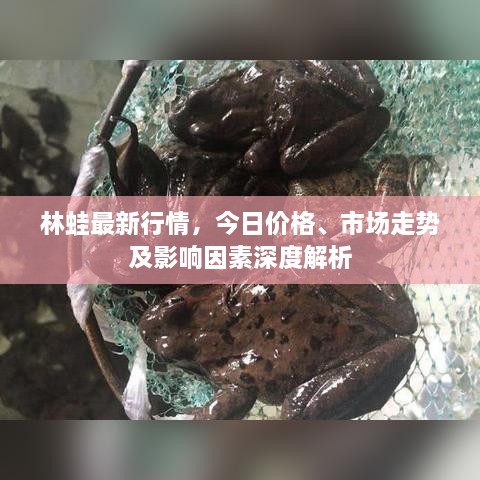 林蛙最新行情，今日價(jià)格、市場(chǎng)走勢(shì)及影響因素深度解析