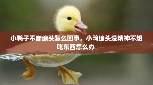 小鴨子不斷縮頭怎么回事，小鴨縮頭沒精神不想吃東西怎么辦 