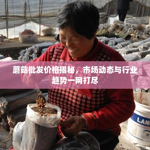 蘑菇批發(fā)價(jià)格揭秘，市場動態(tài)與行業(yè)趨勢一網(wǎng)打盡