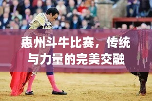 惠州斗牛比賽，傳統(tǒng)與力量的完美交融