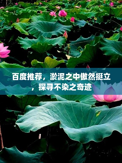百度推薦，淤泥之中傲然挺立，探尋不染之奇跡