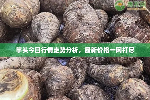芋頭今日行情走勢(shì)分析，最新價(jià)格一網(wǎng)打盡