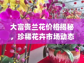 大富貴蘭花價(jià)格揭秘，珍稀花卉市場(chǎng)動(dòng)態(tài)與價(jià)值探究
