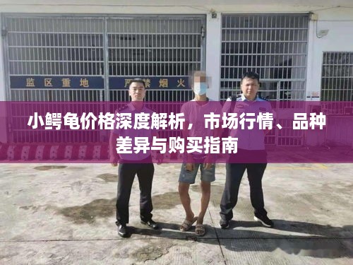 小鱷龜價格深度解析，市場行情、品種差異與購買指南