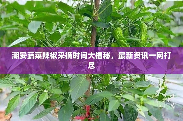 潮安蔬菜辣椒采摘時(shí)間大揭秘，最新資訊一網(wǎng)打盡
