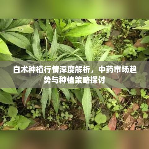 白術種植行情深度解析，中藥市場趨勢與種植策略探討
