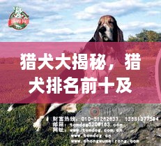 獵犬大揭秘，獵犬排名前十及詳細(xì)圖片介紹