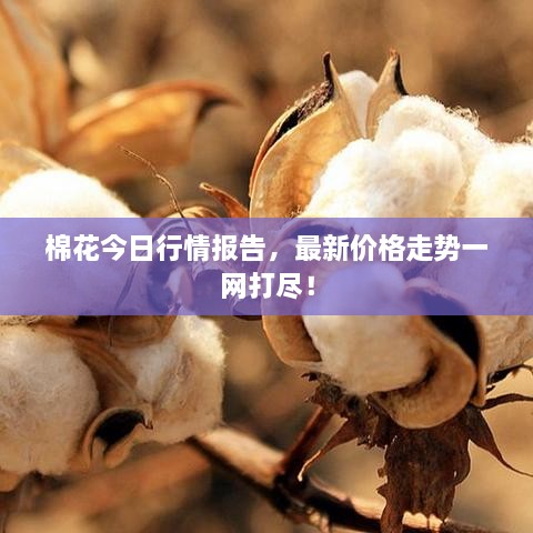 棉花今日行情報告，最新價格走勢一網(wǎng)打盡！