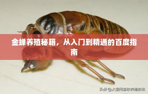 金蟬養(yǎng)殖秘籍，從入門到精通的百度指南