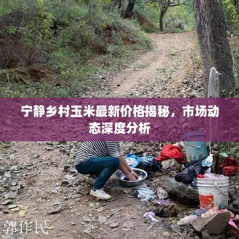 寧?kù)o鄉(xiāng)村玉米最新價(jià)格揭秘，市場(chǎng)動(dòng)態(tài)深度分析