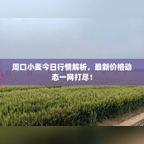 周口小麥今日行情解析，最新價格動態(tài)一網(wǎng)打盡！
