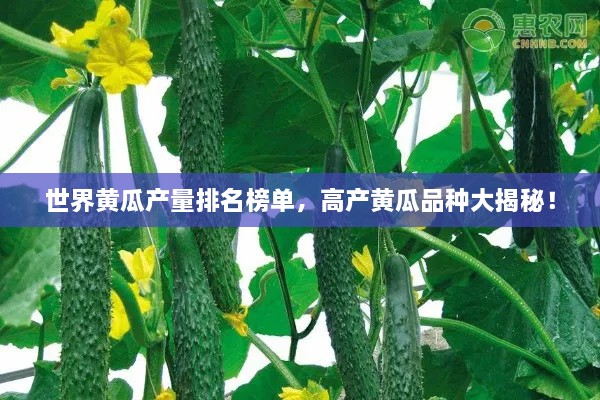 世界黃瓜產(chǎn)量排名榜單，高產(chǎn)黃瓜品種大揭秘！
