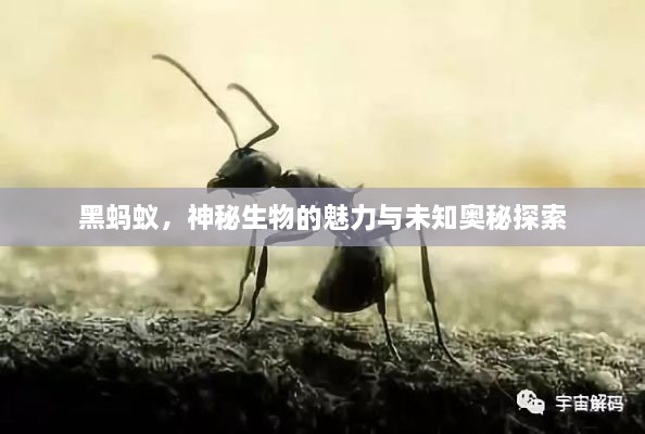 產(chǎn)品展示 第36頁