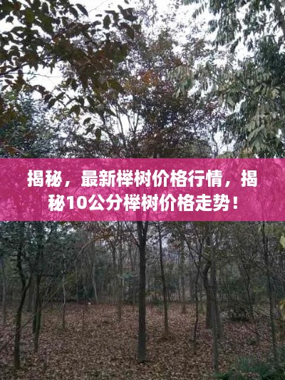 揭秘，最新櫸樹價格行情，揭秘10公分櫸樹價格走勢！
