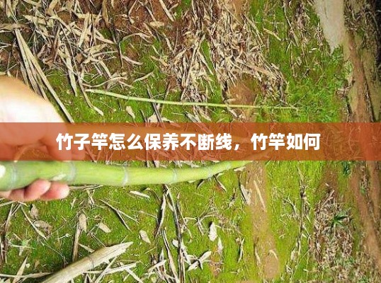 竹子竿怎么保養(yǎng)不斷線，竹竿如何 
