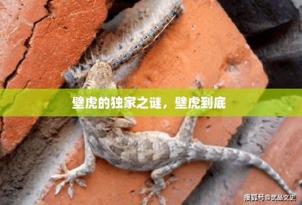 壁虎的獨(dú)家之謎，壁虎到底 