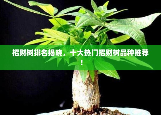 招財樹排名揭曉，十大熱門招財樹品種推薦！