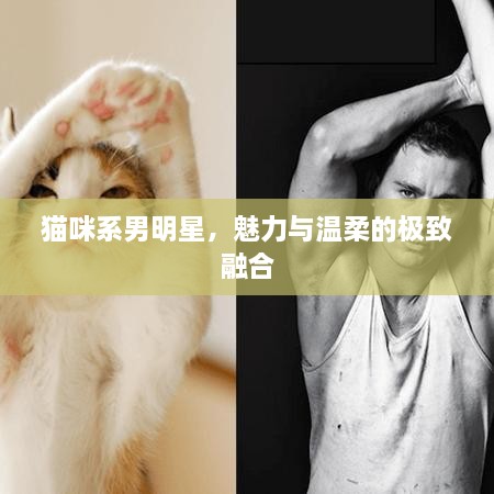 貓咪系男明星，魅力與溫柔的極致融合