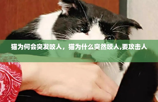 貓為何會突發(fā)咬人，貓為什么突然咬人,要攻擊人 
